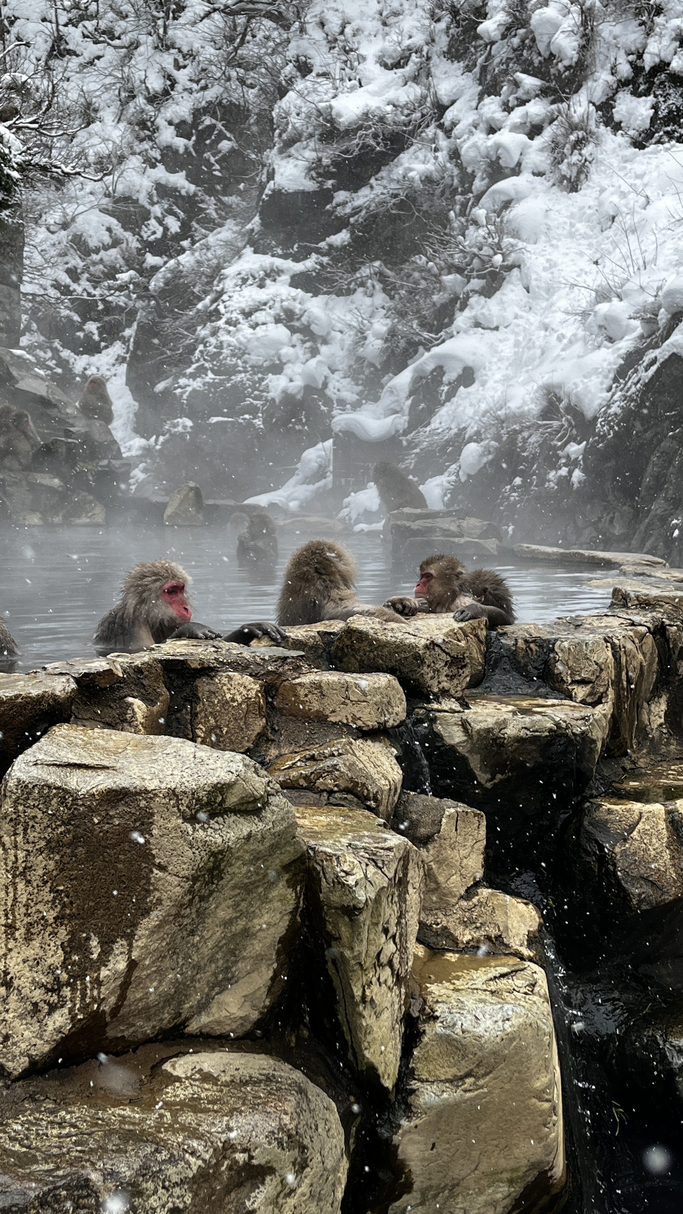 snow monkeys in Nagano